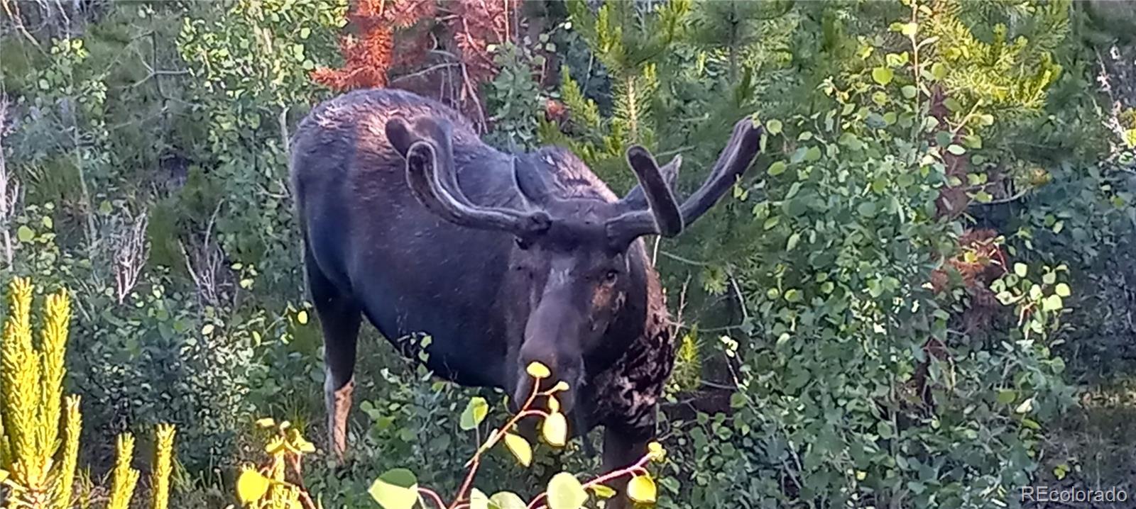 1295 GCR 49 Grand Lake CO 80447
