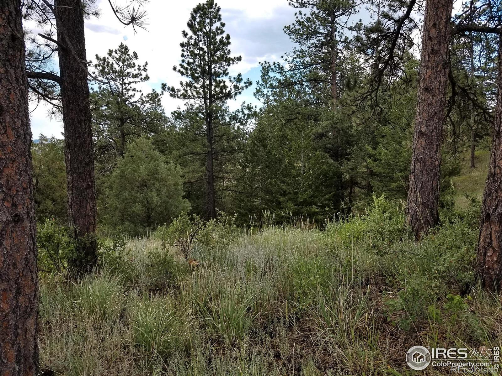 556 Bald Mountain Drive Livermore CO 80536