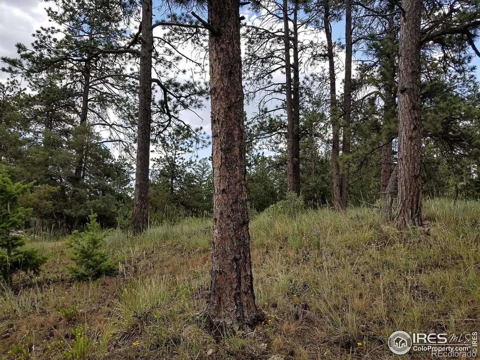 556 Bald Mountain Drive Livermore CO 80536