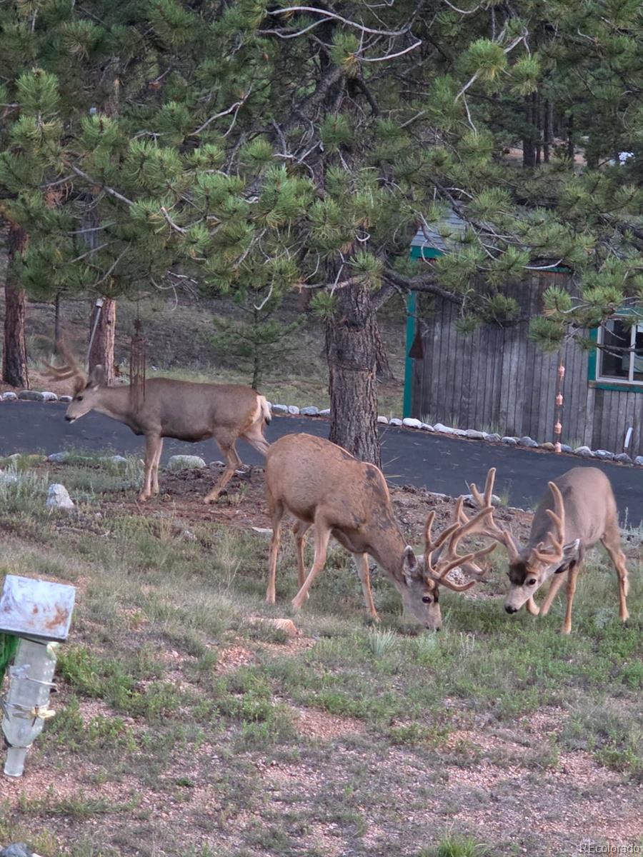 201 Lake Drive Florissant CO 80816