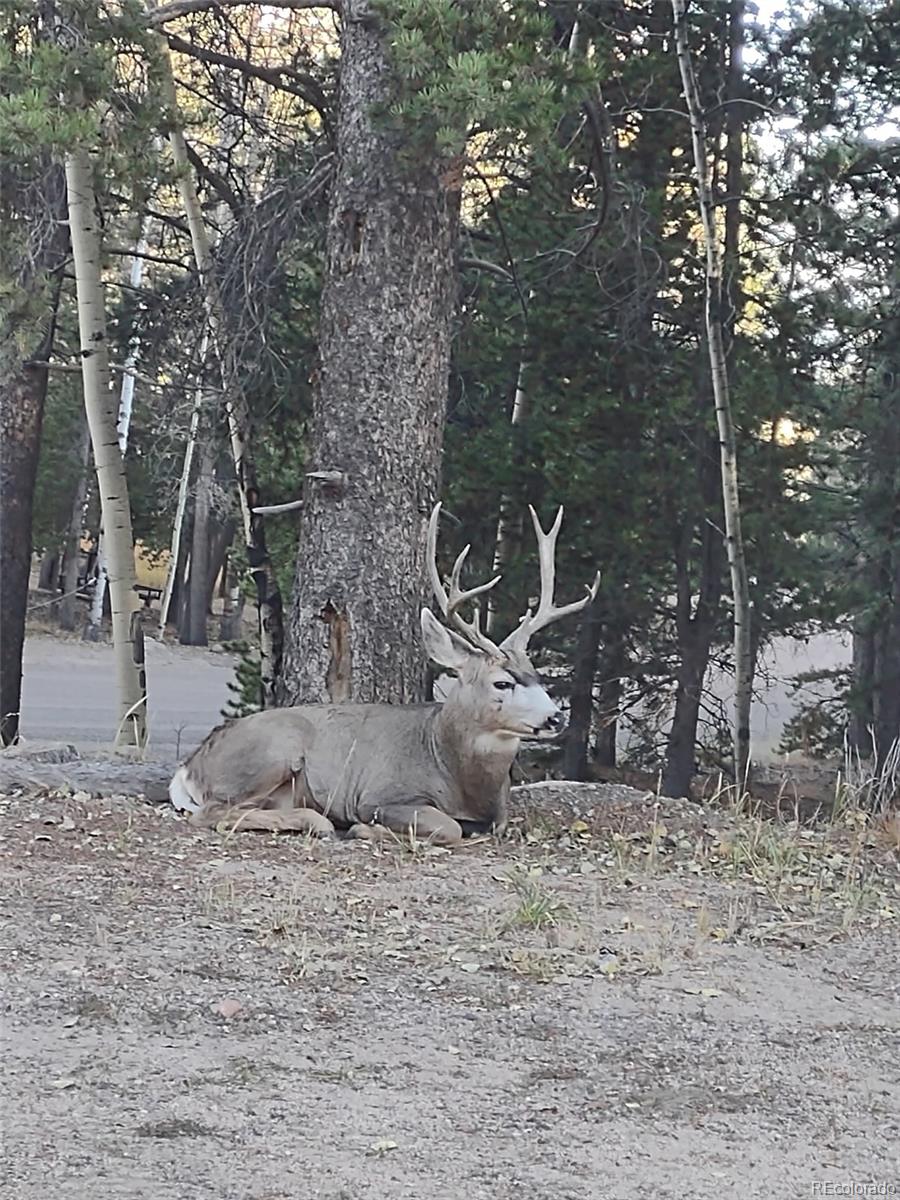 31320 Timothys Trail Conifer CO 80433