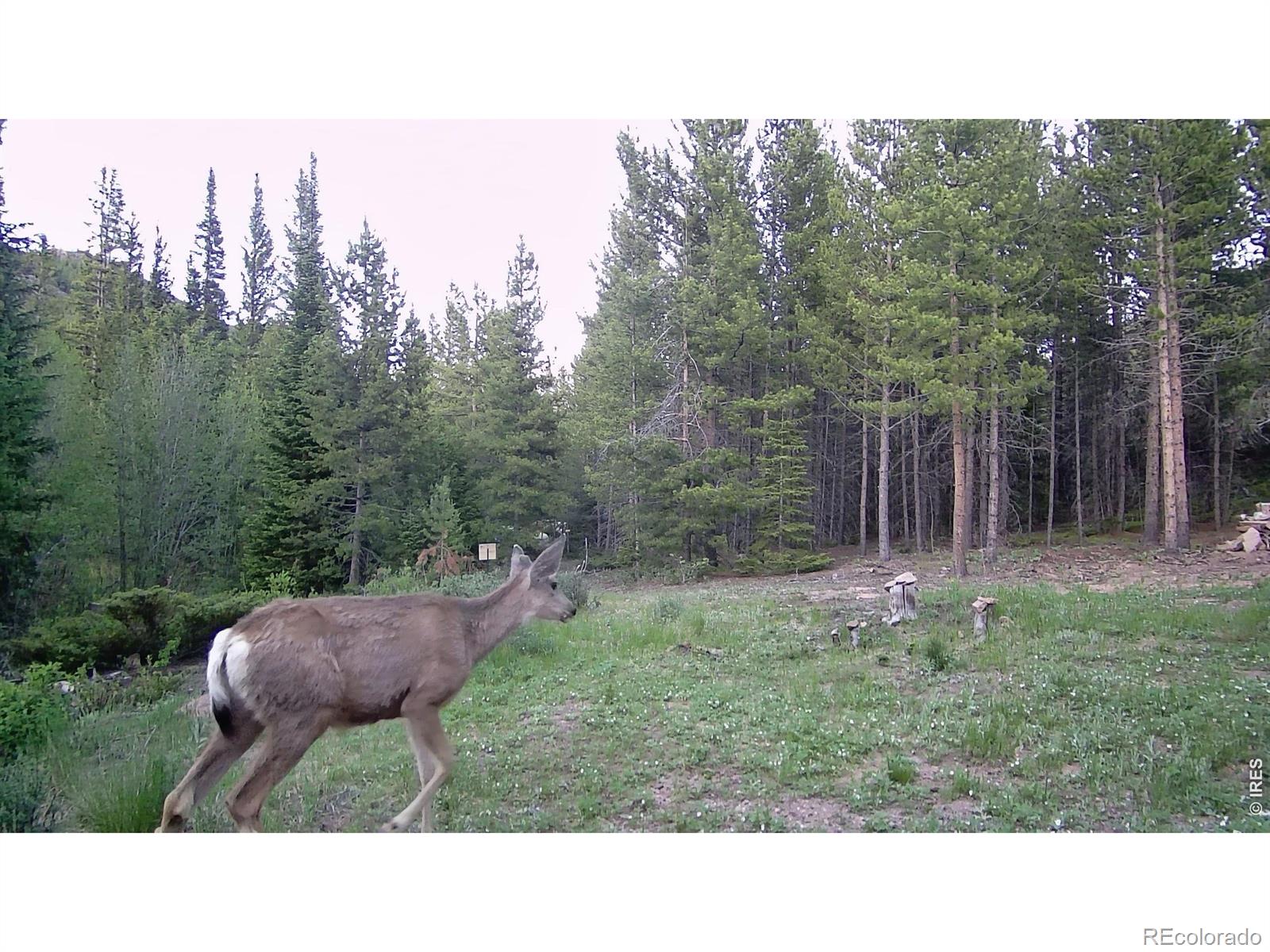 236 Mescalero Drive Red Feather Lakes CO 80545