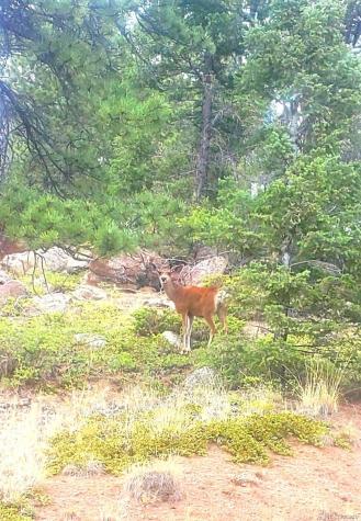 880 Burno Mountain Road Cotopaxi CO 81223