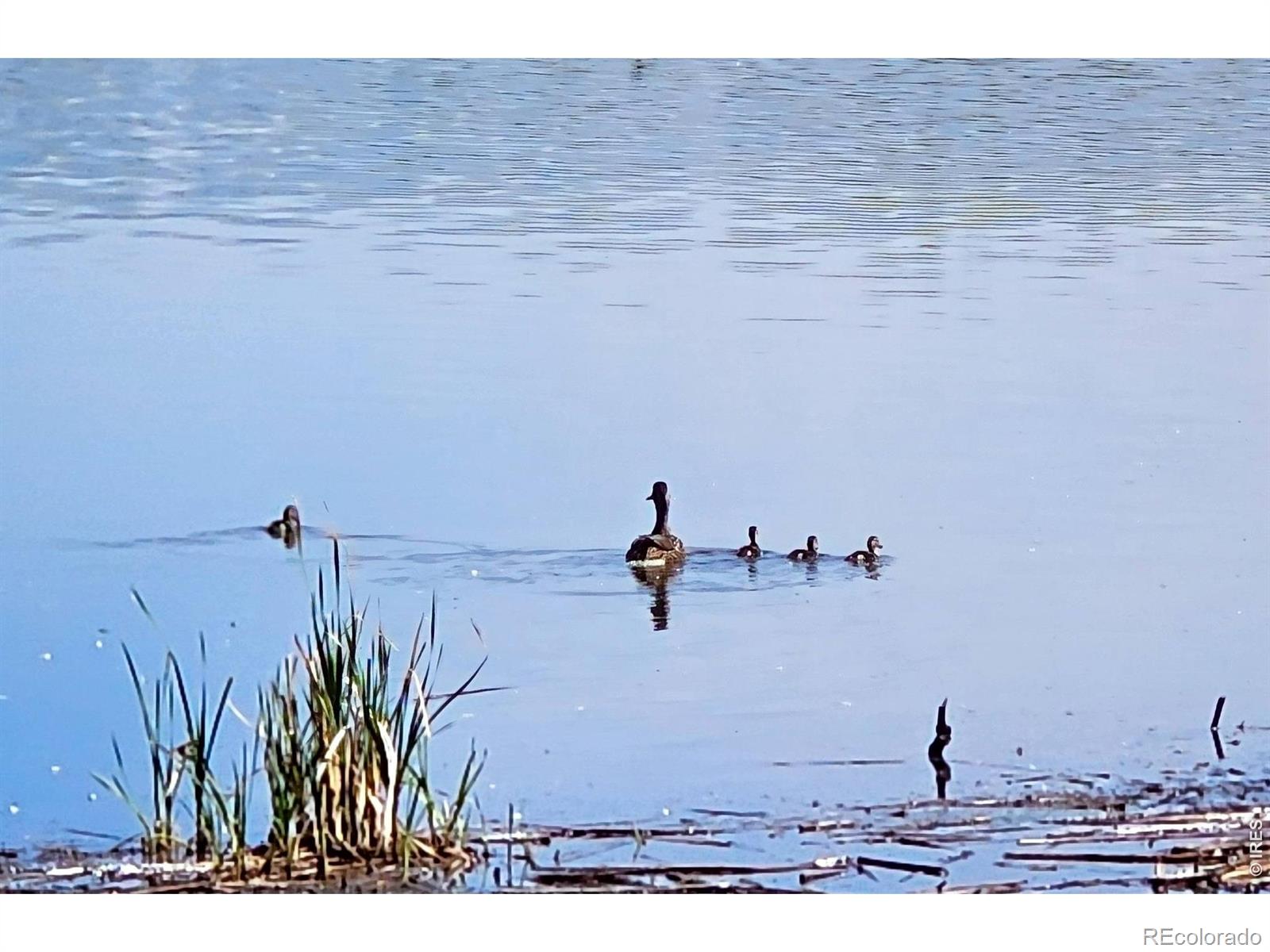 13662 Boulder Point Broomfield CO 80023