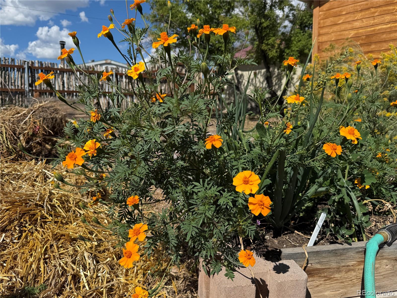 34562 State Highway 17 Antonito CO 81120