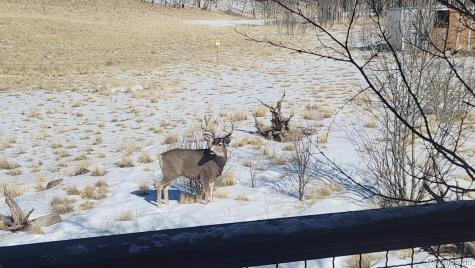 2387 Buffalo Ridge Road Como CO 80432