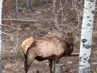 8790 S Warhawk Road Conifer CO 80433