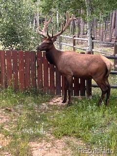 8790 S Warhawk Road Conifer CO 80433