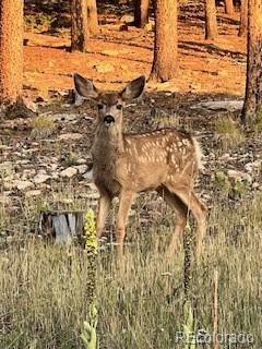 8790 S Warhawk Road Conifer CO 80433