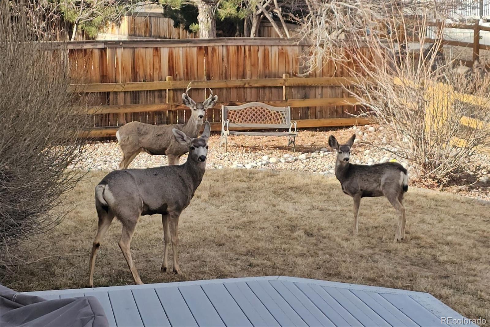 21805 Mount Elbert Place Parker CO 80138