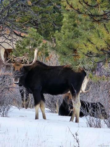 30642 Buck Brush Buena Vista CO 81211