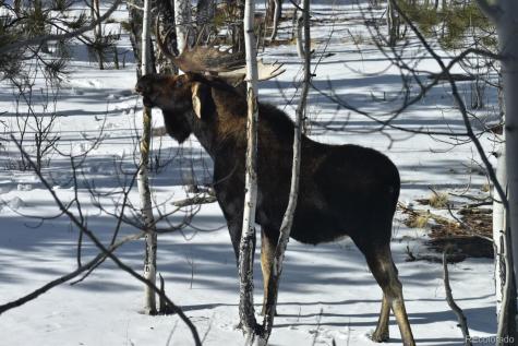 30642 Buck Brush Buena Vista CO 81211