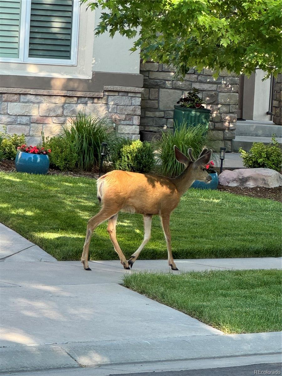 6569 S Blackhawk Way Aurora CO 80016
