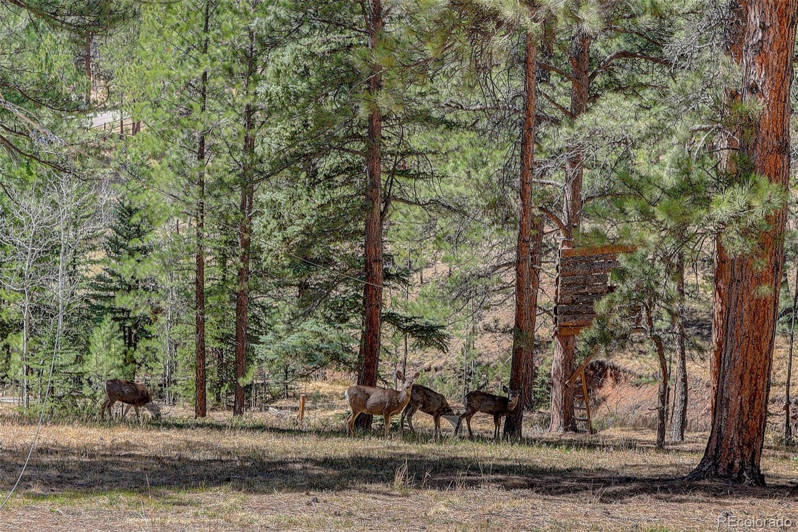 34144 Rock Creek Road Pine CO 80470