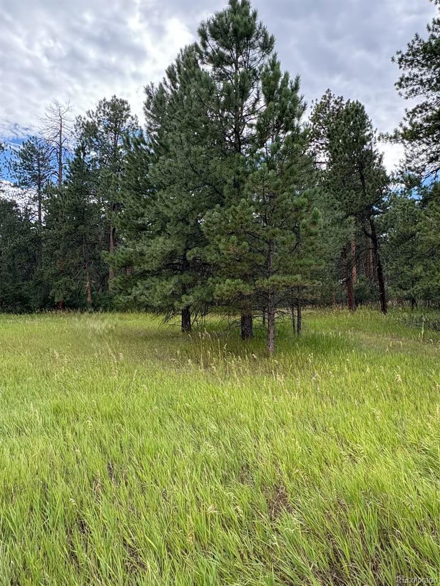 5028 Crow Drive Larkspur CO 80118