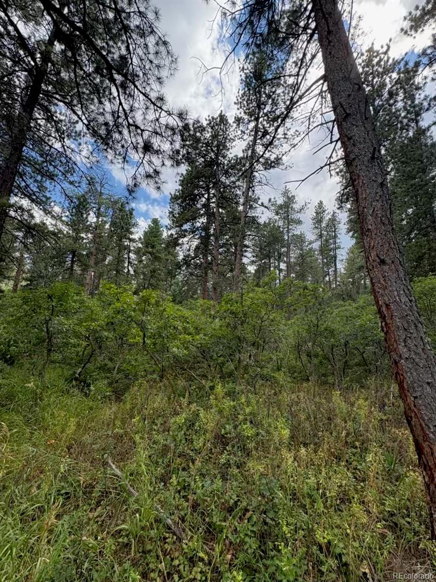 5028 Crow Drive Larkspur CO 80118