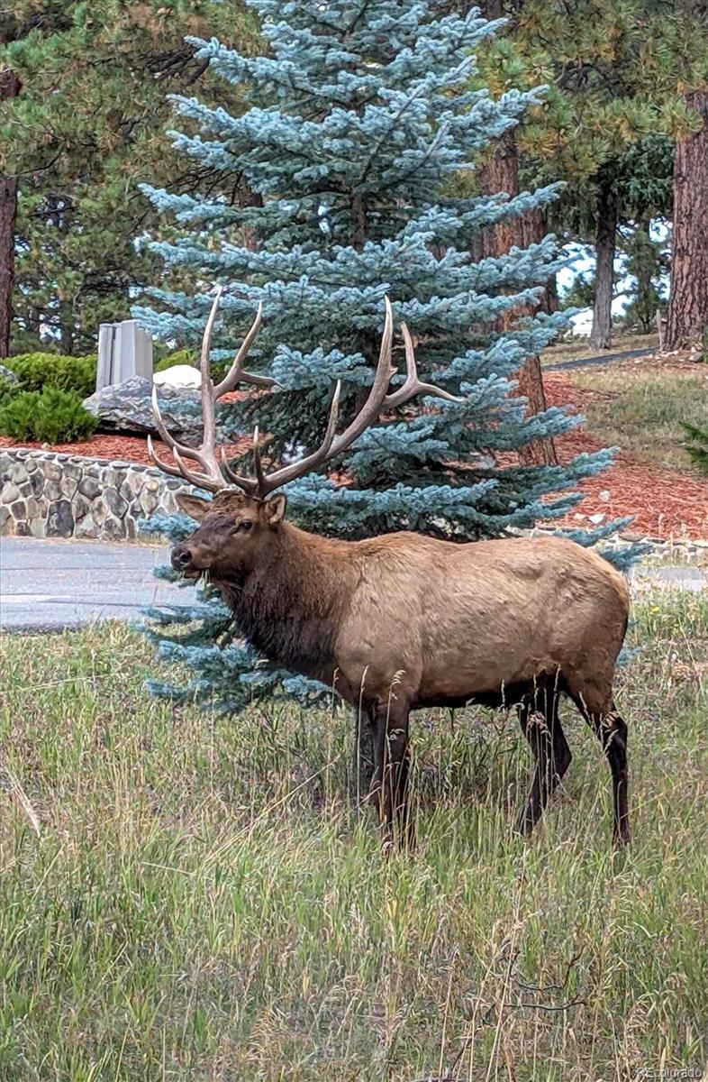 23004 Whispering Woods Golden CO 80401
