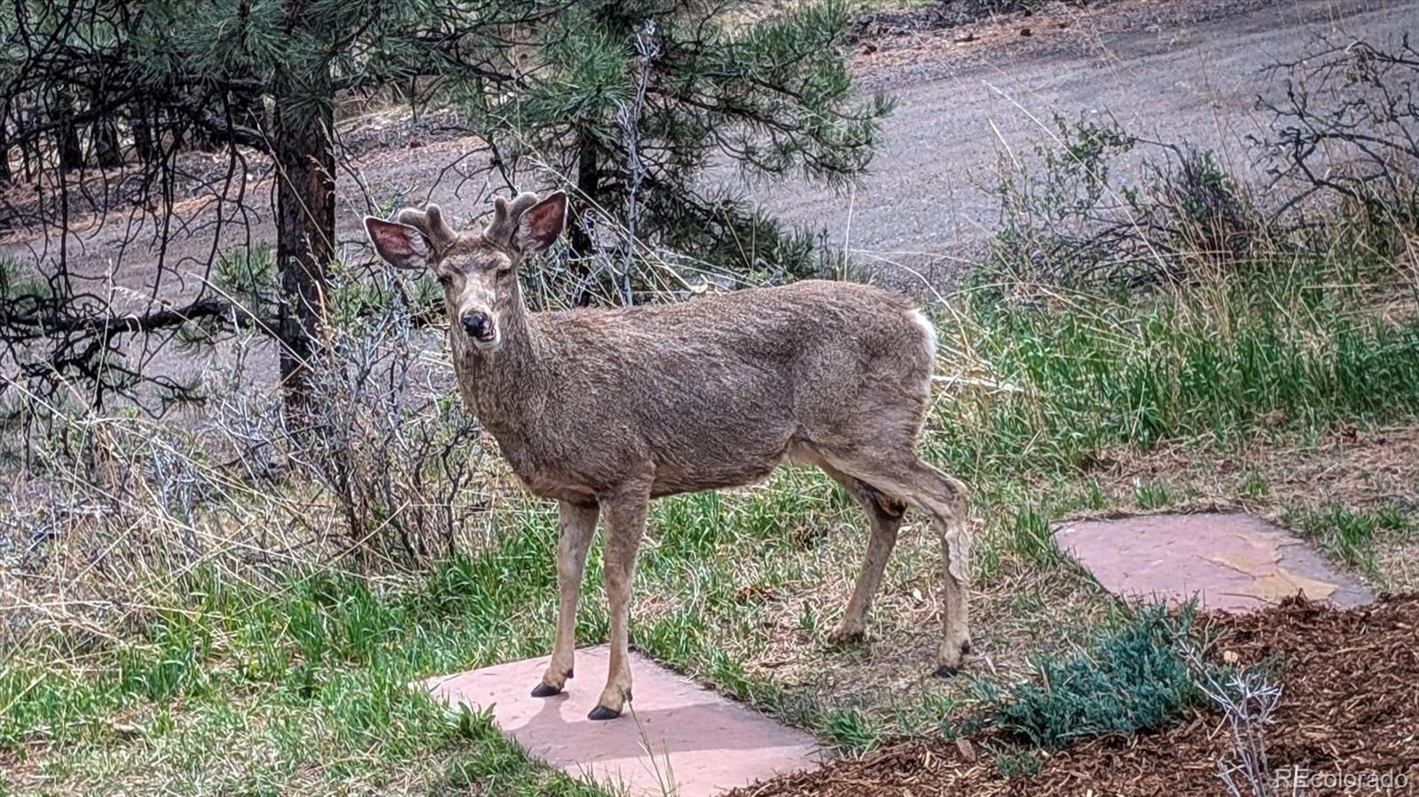 23004 Whispering Woods Golden CO 80401