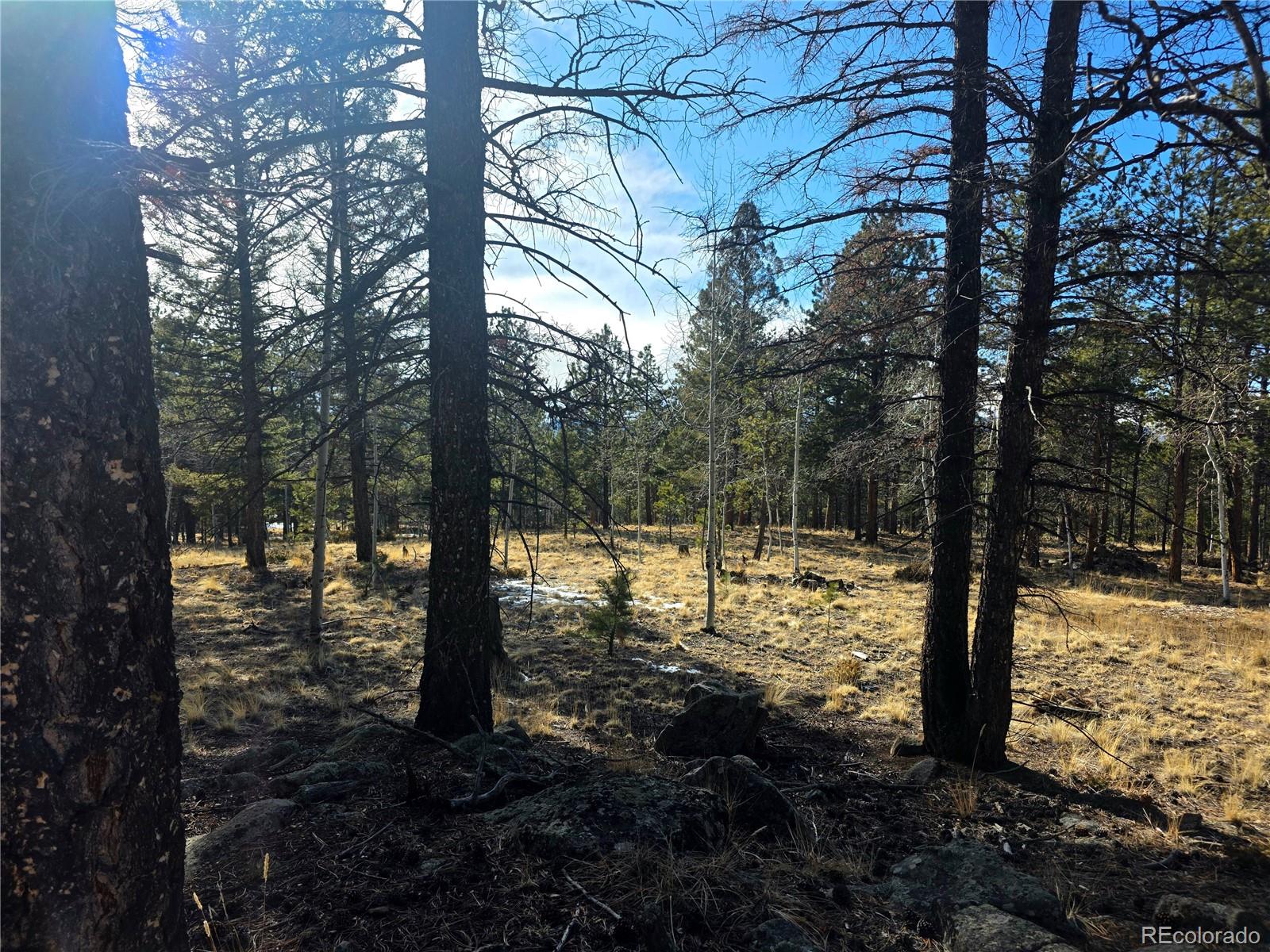 2063 Vagabond Creek Drive Lake George CO 80827