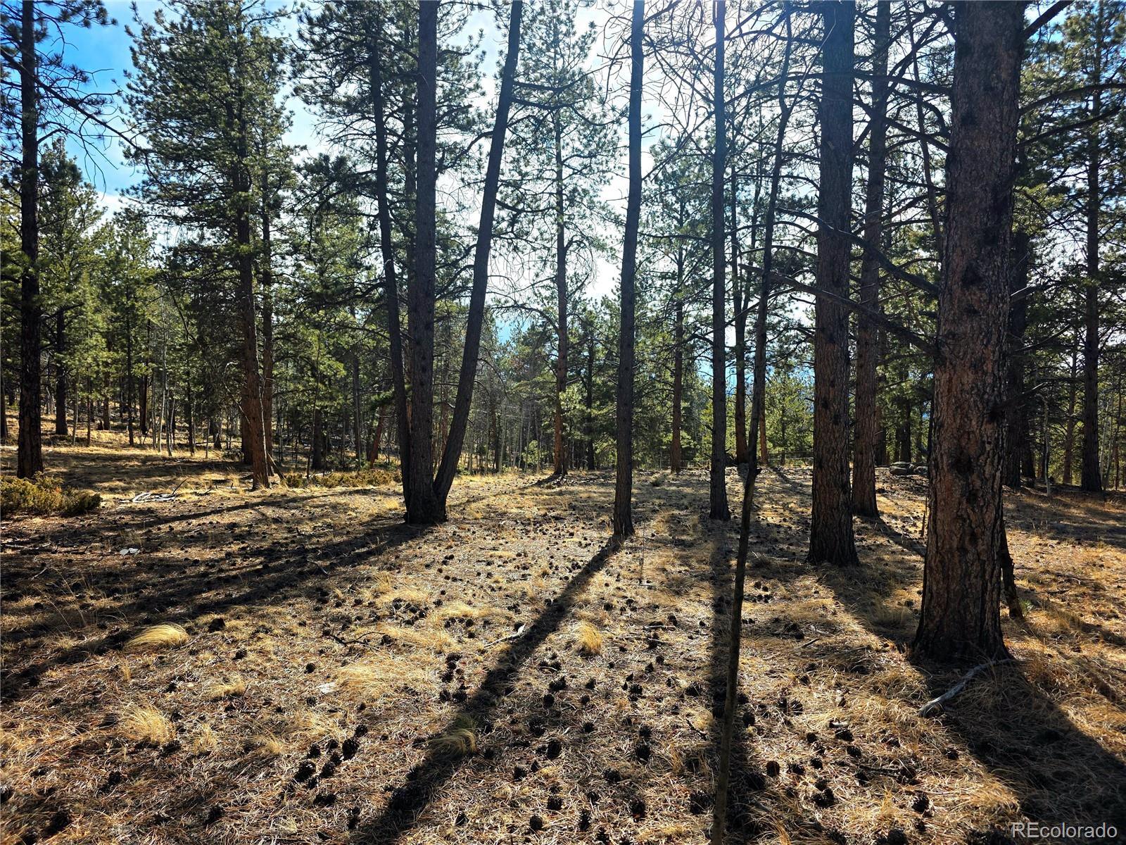 2063 Vagabond Creek Drive Lake George CO 80827