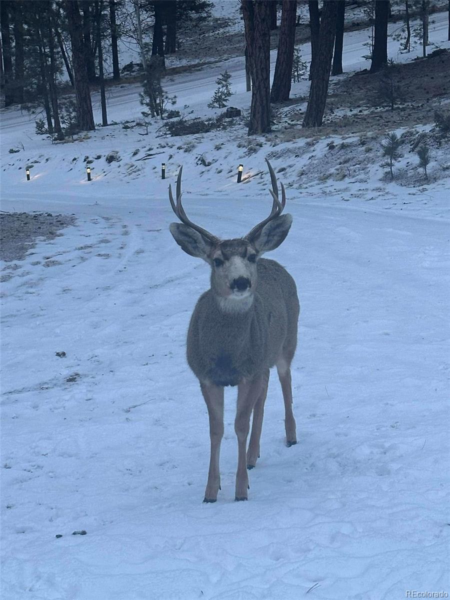 234 Wasatch Lane Florissant CO 80816