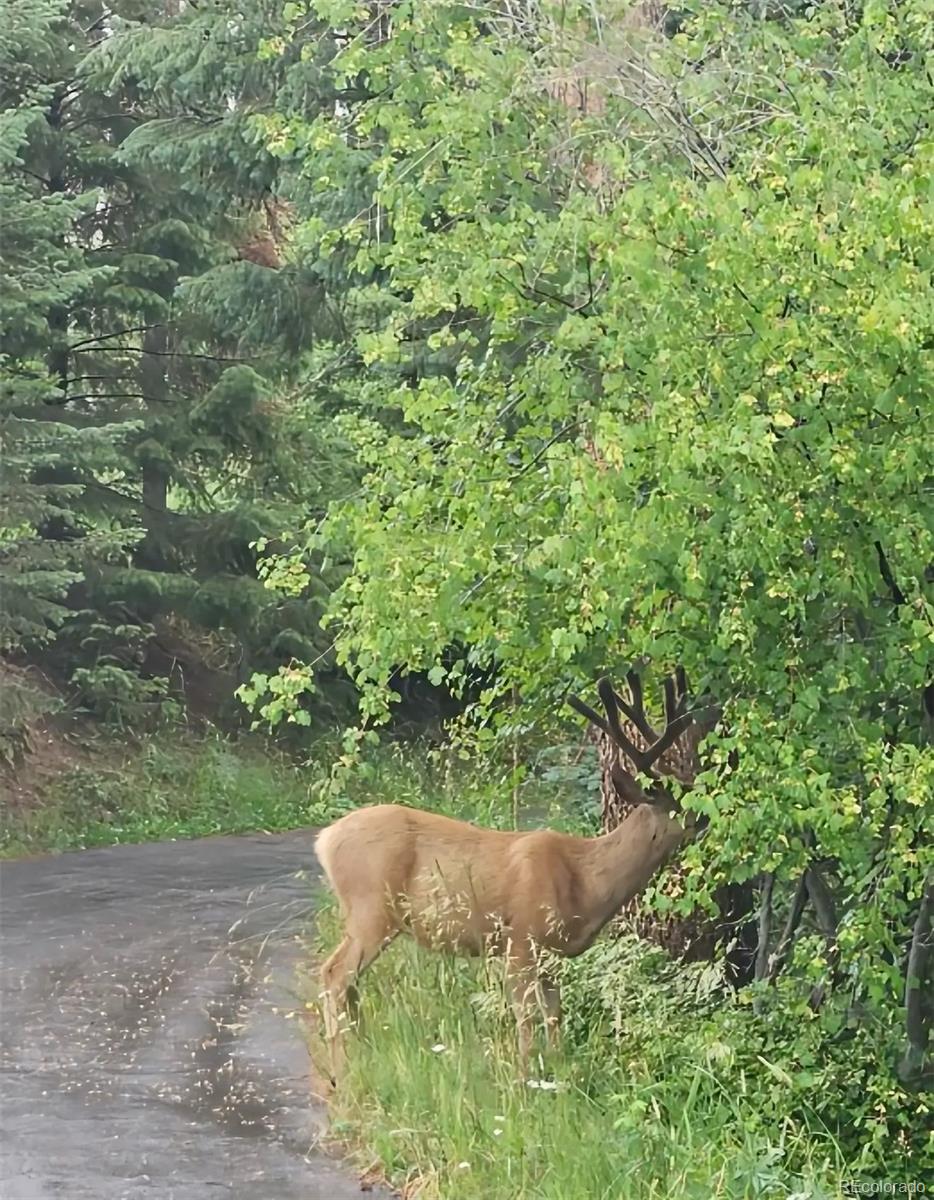 19184 Silver Ranch Road Conifer CO 80433