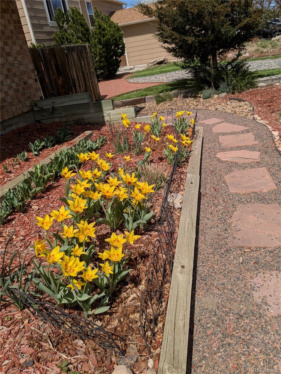 981 Oakwood Drive Castle Rock CO 80104