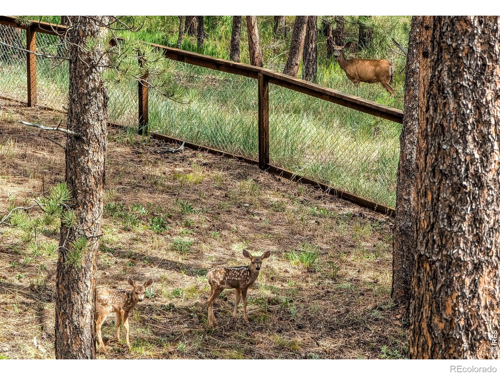 166 Cherokee Road Lyons CO 80540