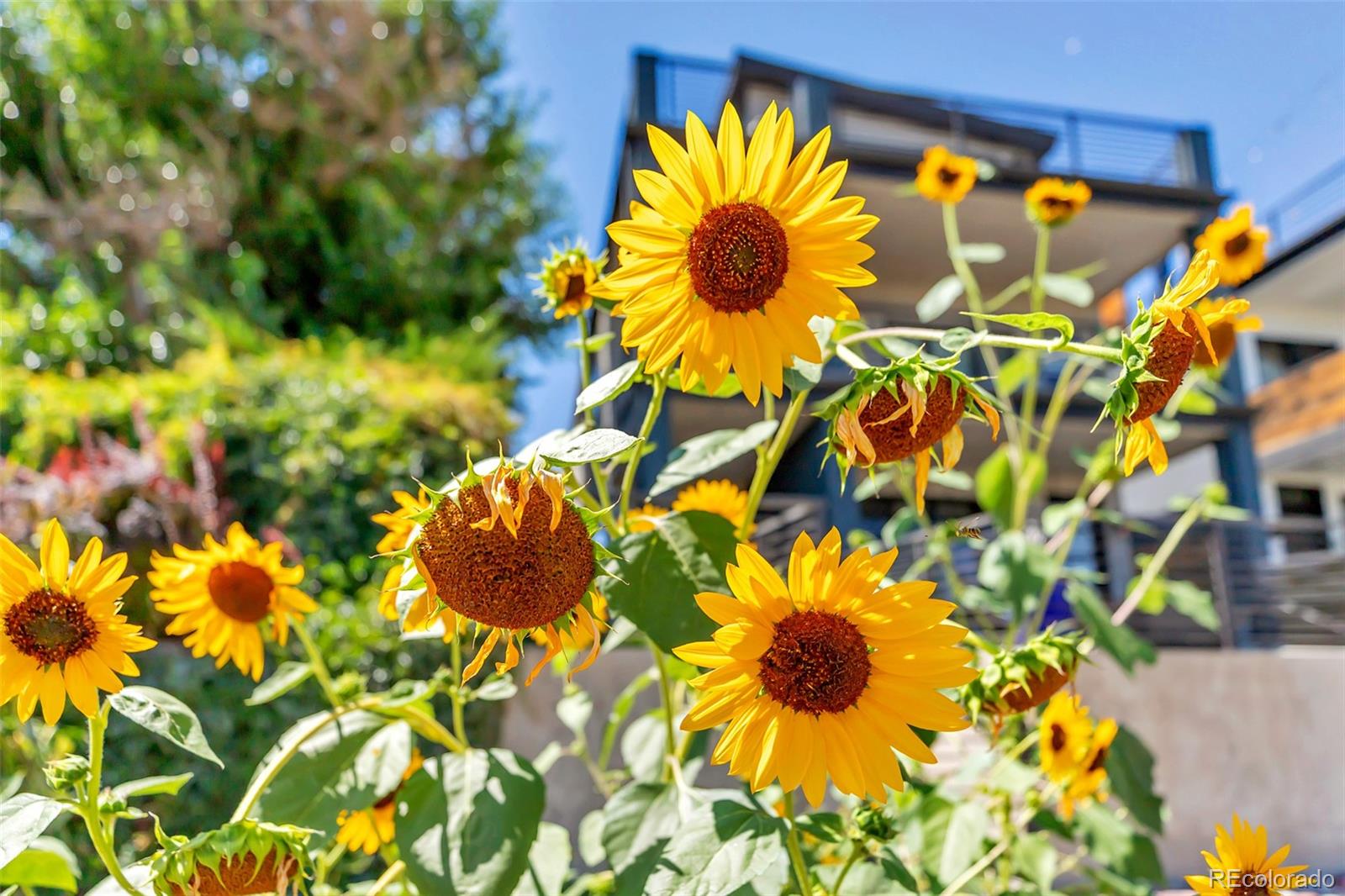 2007 Eliot Street Denver CO 80211