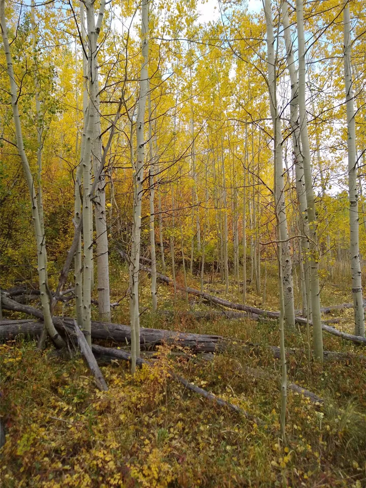 9876 Ryan Gulch Road Silverthorne CO 80498