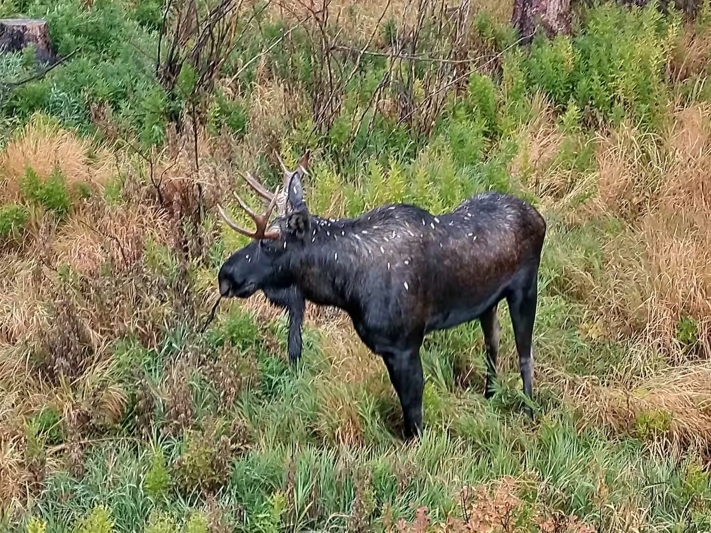 9876 Ryan Gulch Road Silverthorne CO 80498