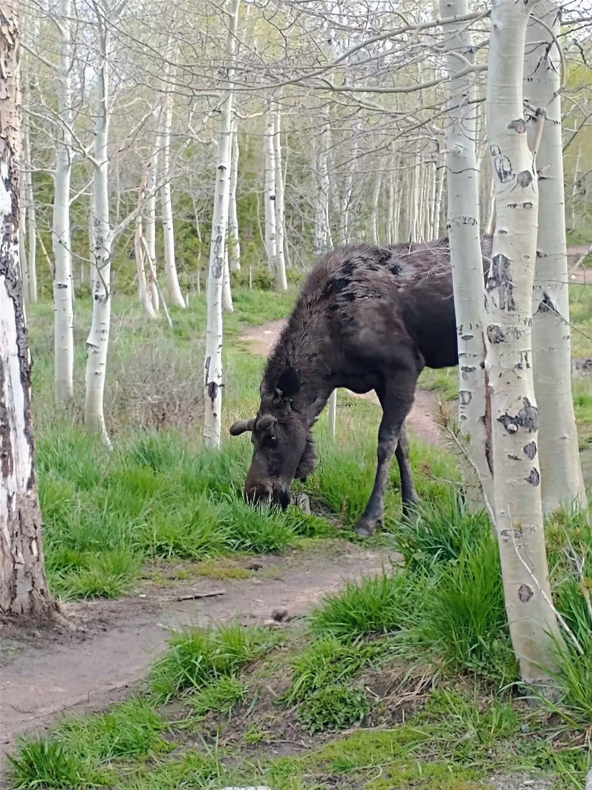 9876 Ryan Gulch Road Silverthorne CO 80498