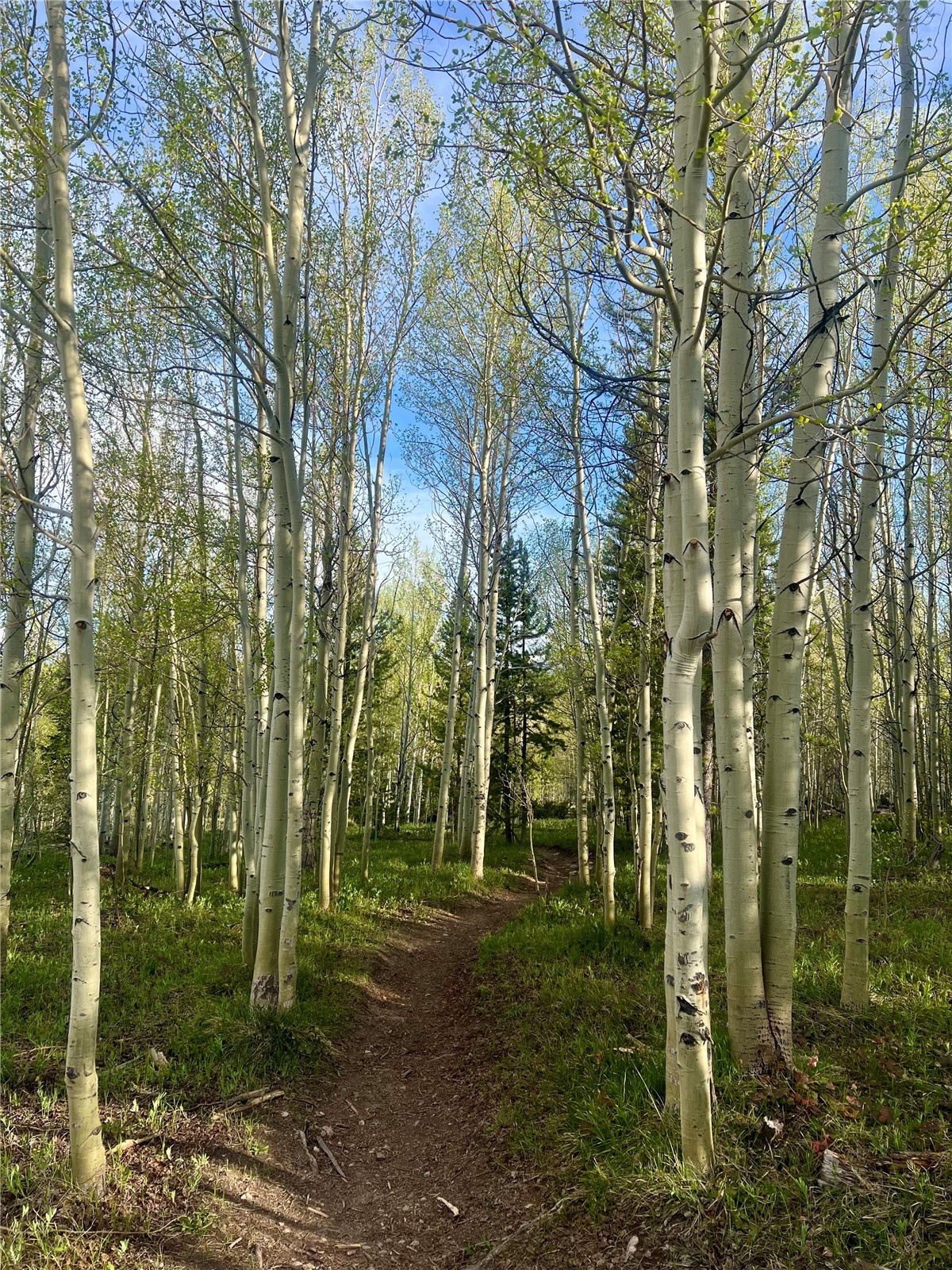 95600 Ryan Gulch Road Wildernest CO 80498