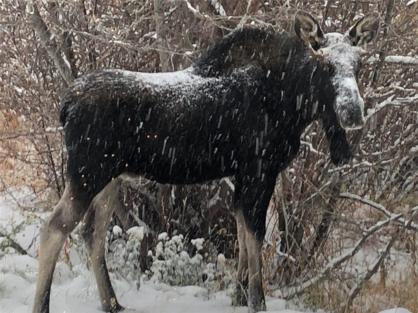 10000 Ryan Gulch Road Silverthorne CO 80498