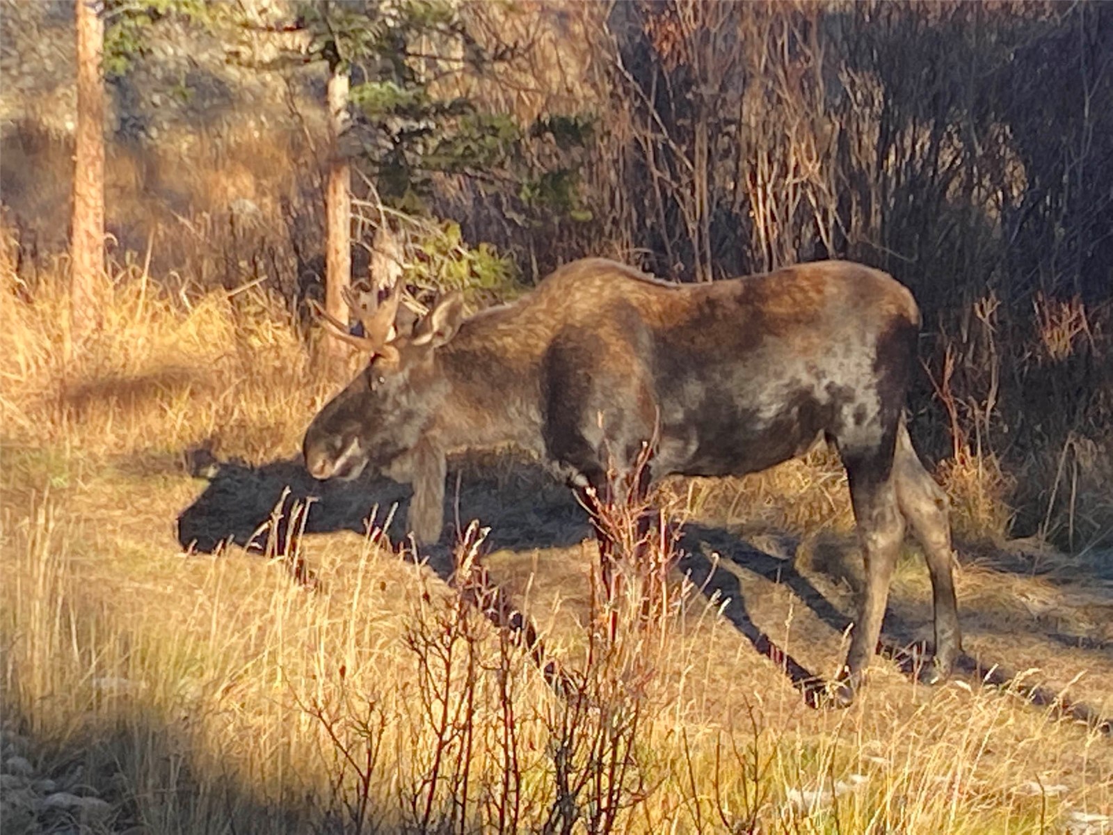 10000 Ryan Gulch Road Silverthorne CO 80498