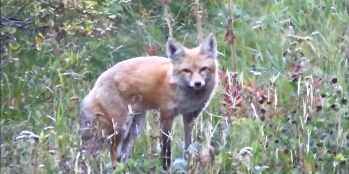 10000 Ryan Gulch Road Silverthorne CO 80498