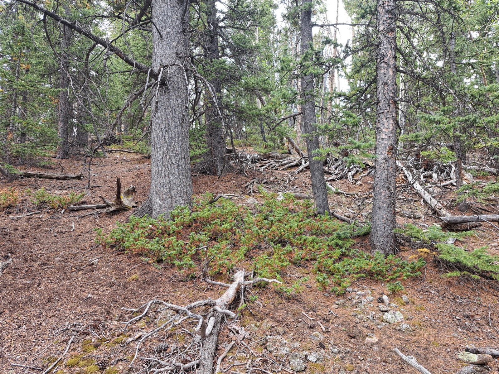 1844 High Creek Road Fairplay CO 80440