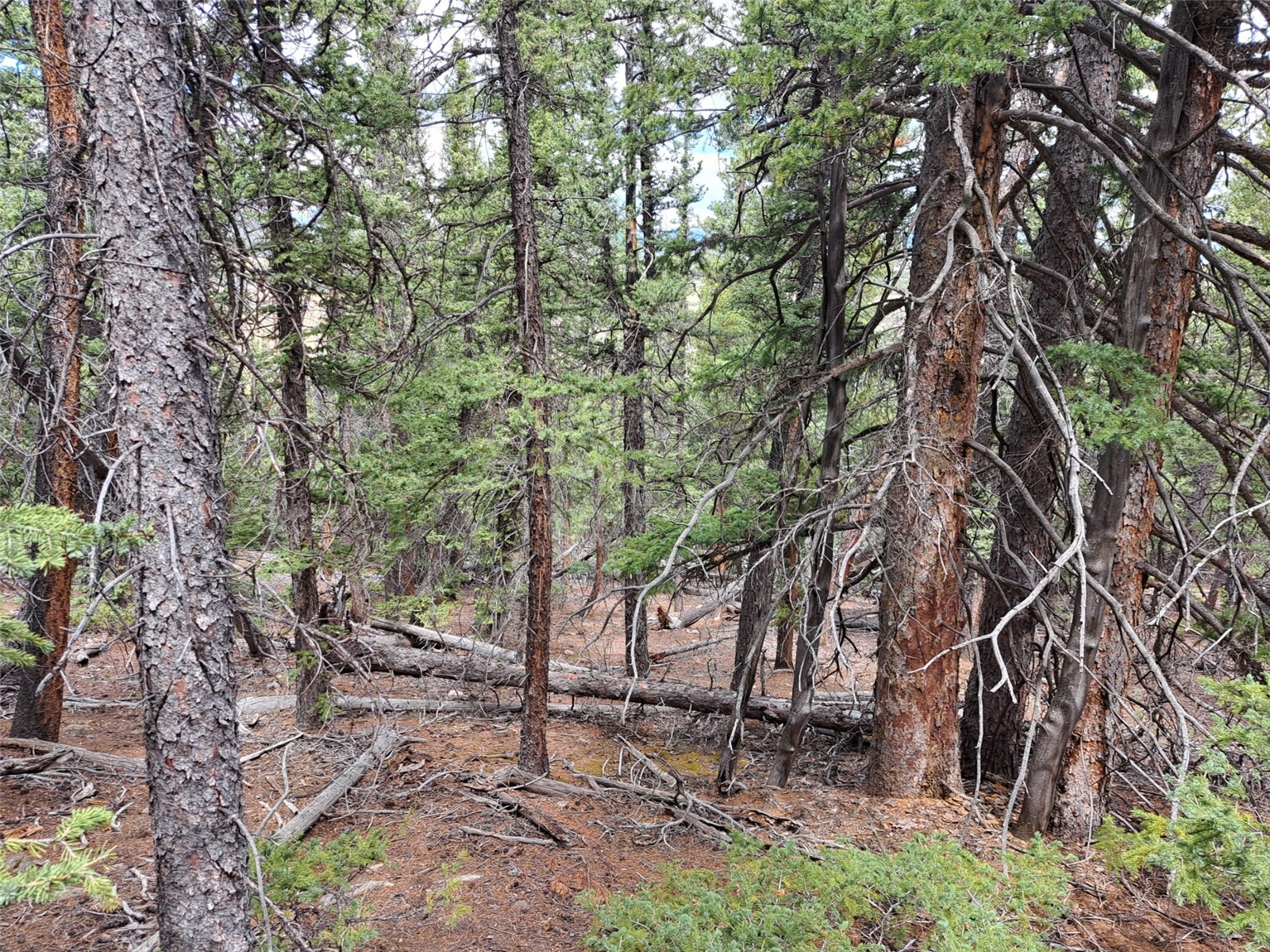 1844 High Creek Road Fairplay CO 80440