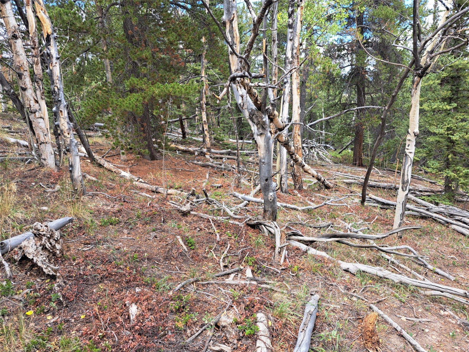 1844 High Creek Road Fairplay CO 80440