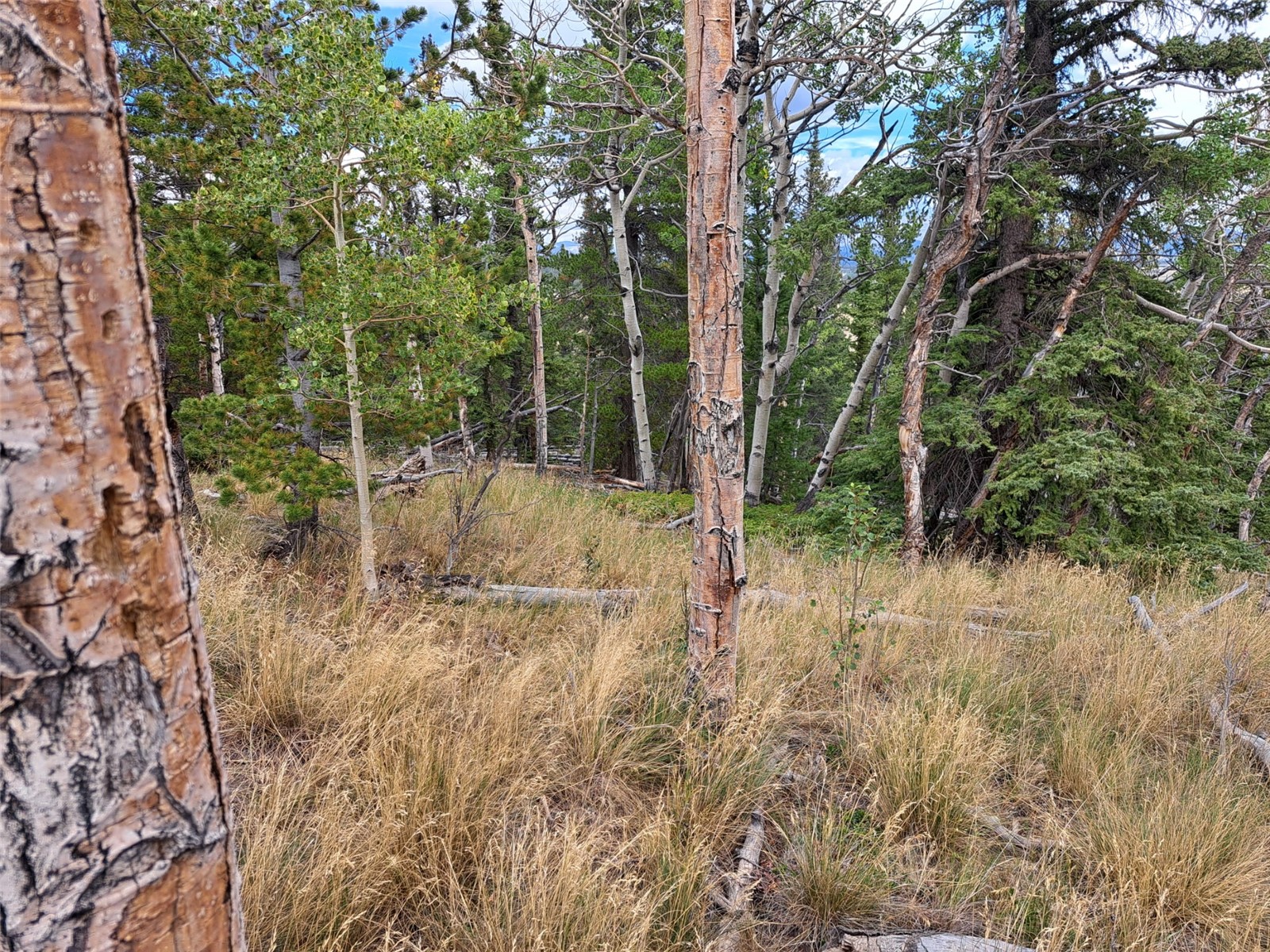 1844 High Creek Road Fairplay CO 80440