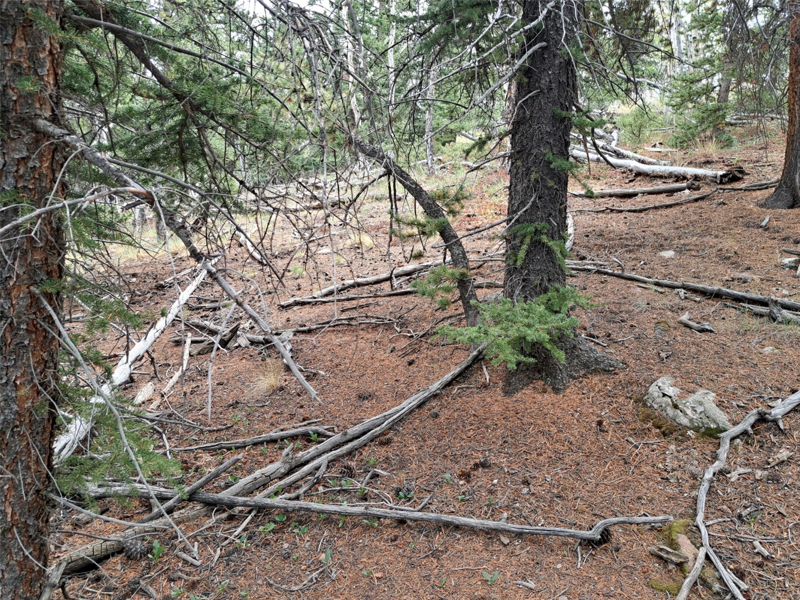 1844 High Creek Road Fairplay CO 80440