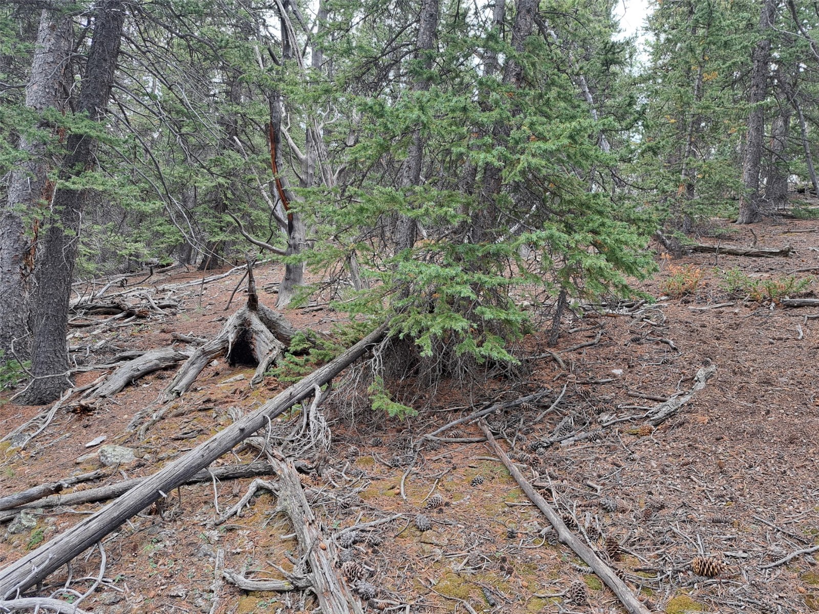 1844 High Creek Road Fairplay CO 80440