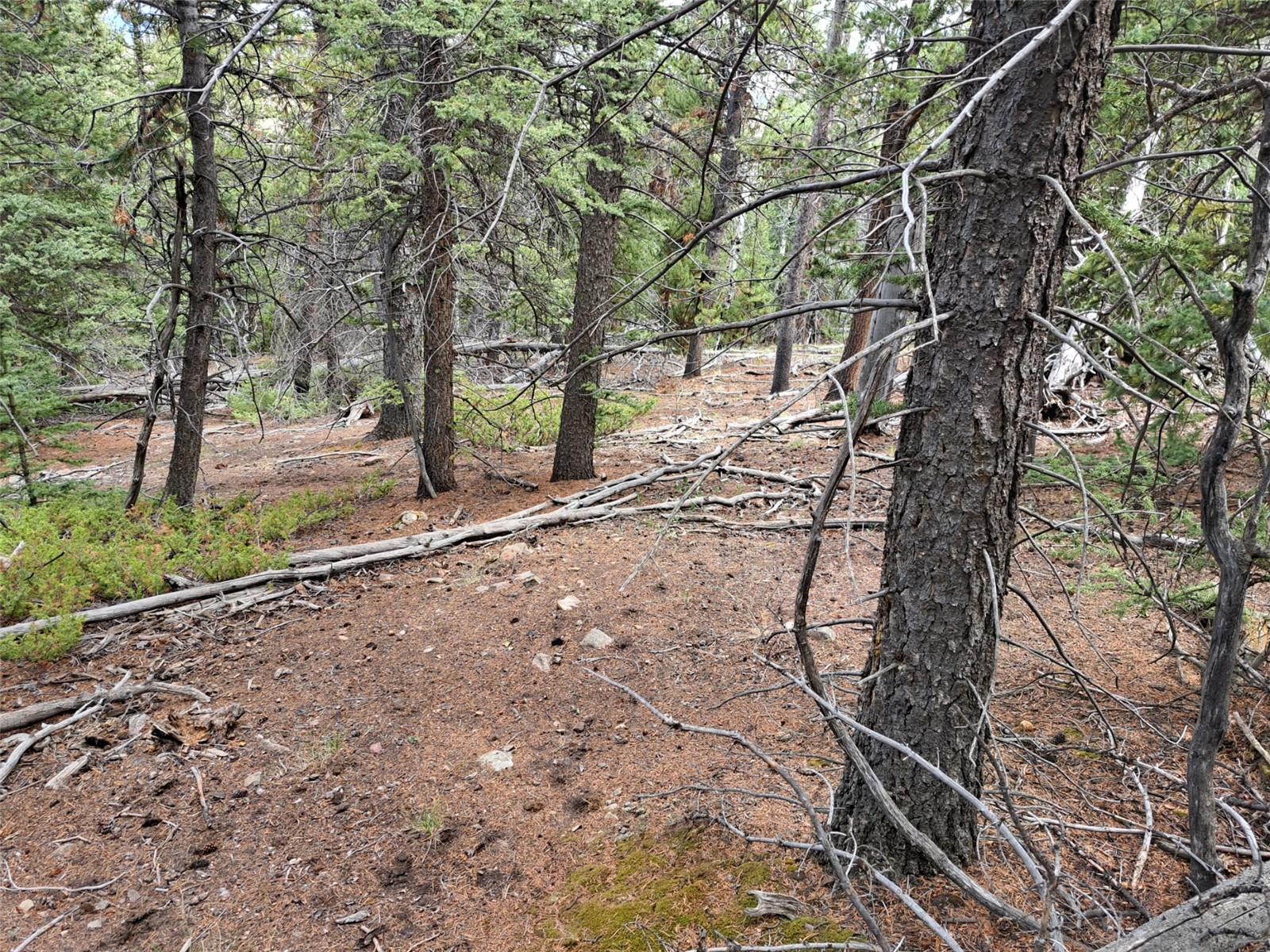 1844 High Creek Road Fairplay CO 80440