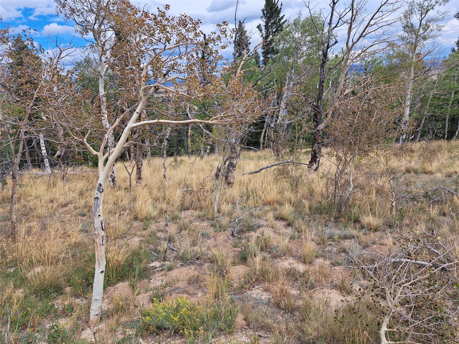1844 High Creek Road Fairplay CO 80440