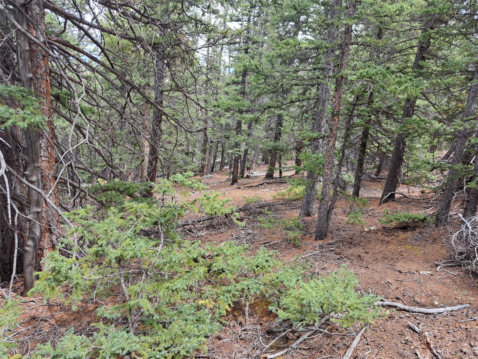 1844 High Creek Road Fairplay CO 80440