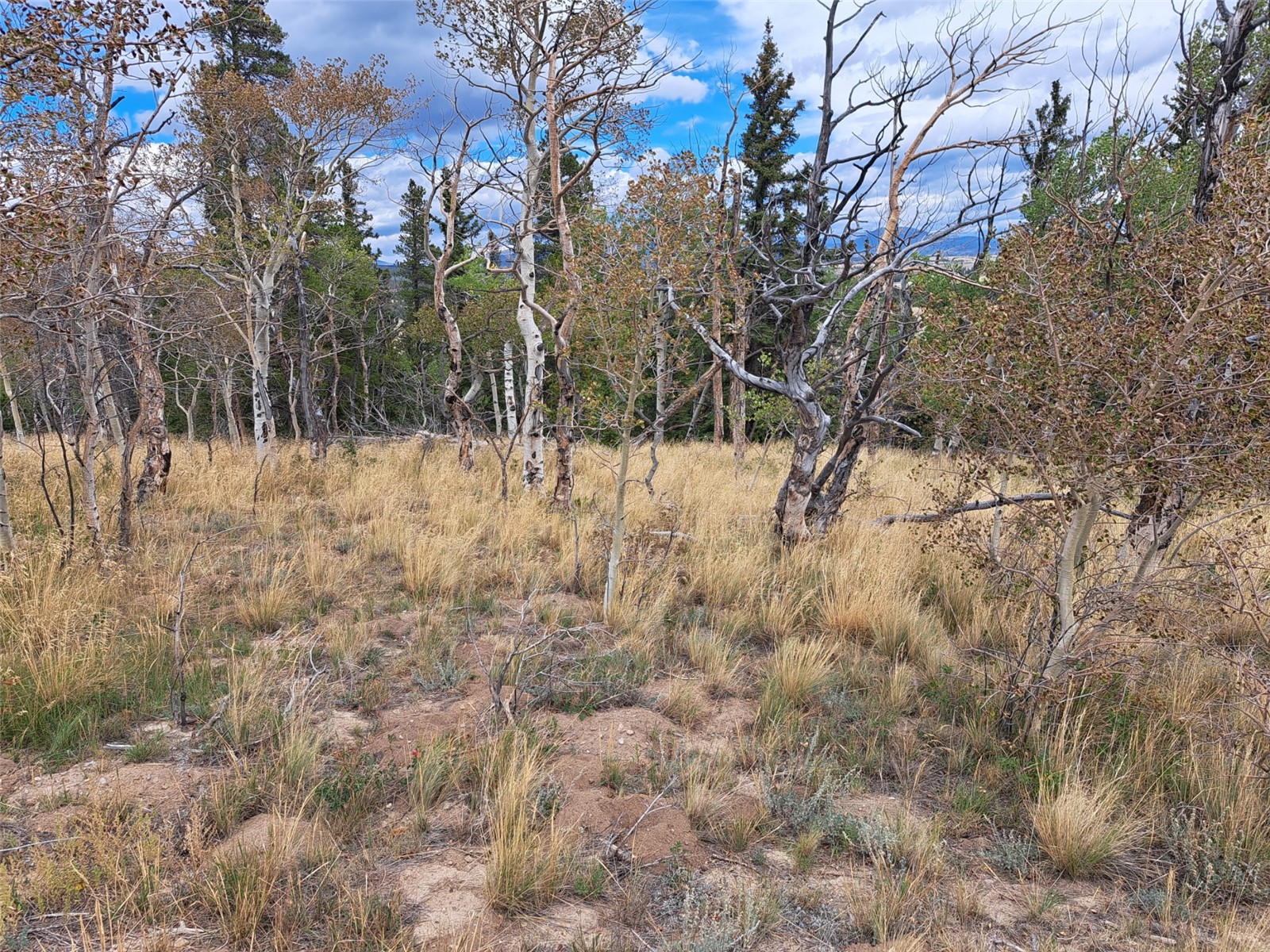 1844 High Creek Road Fairplay CO 80440