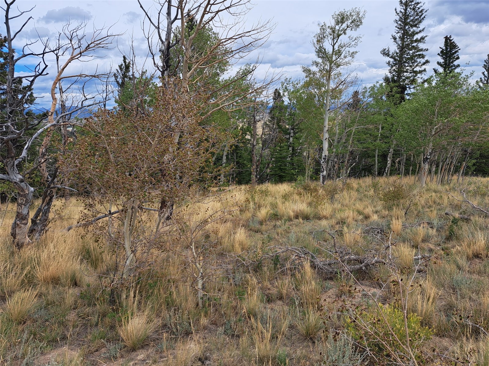 1844 High Creek Road Fairplay CO 80440