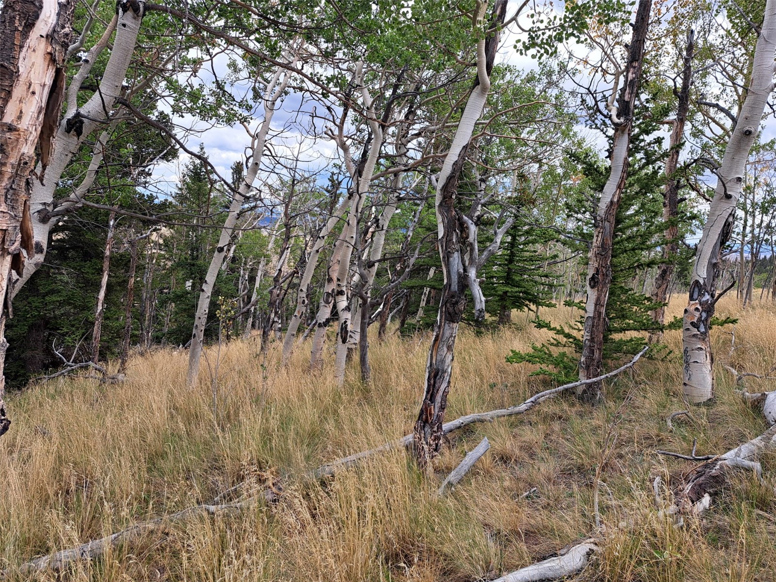 1844 High Creek Road Fairplay CO 80440