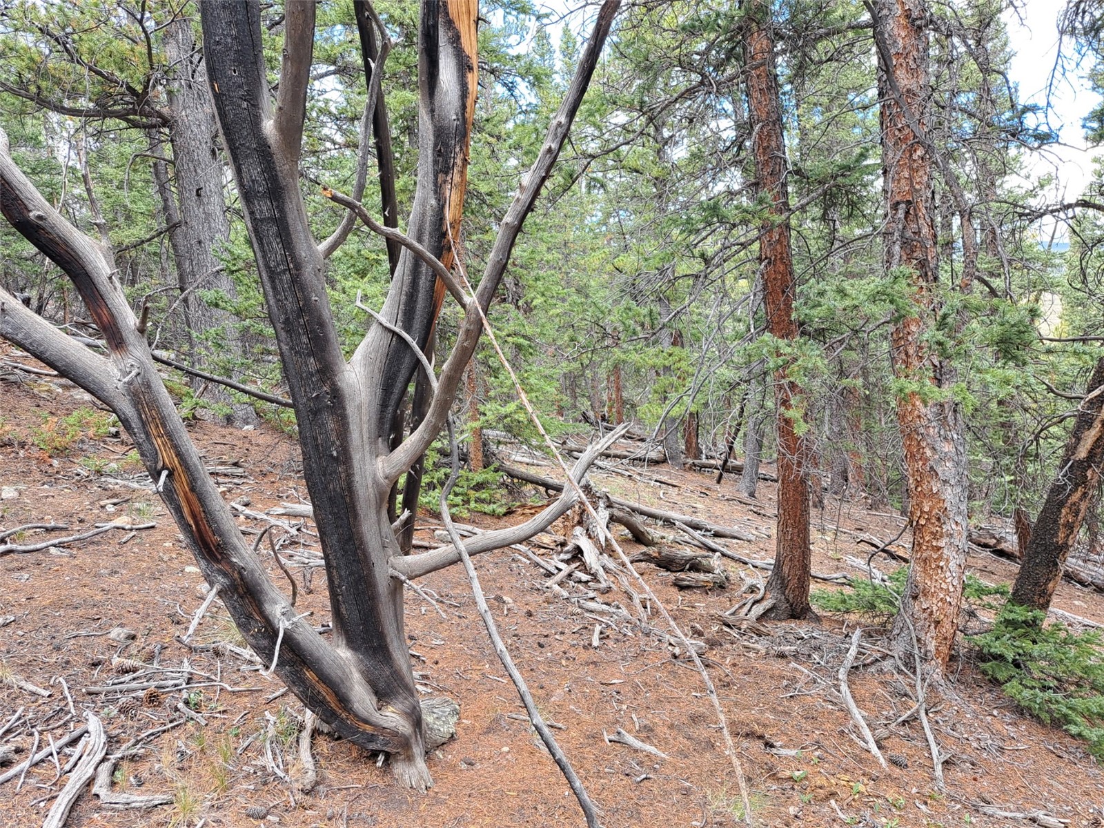 1844 High Creek Road Fairplay CO 80440