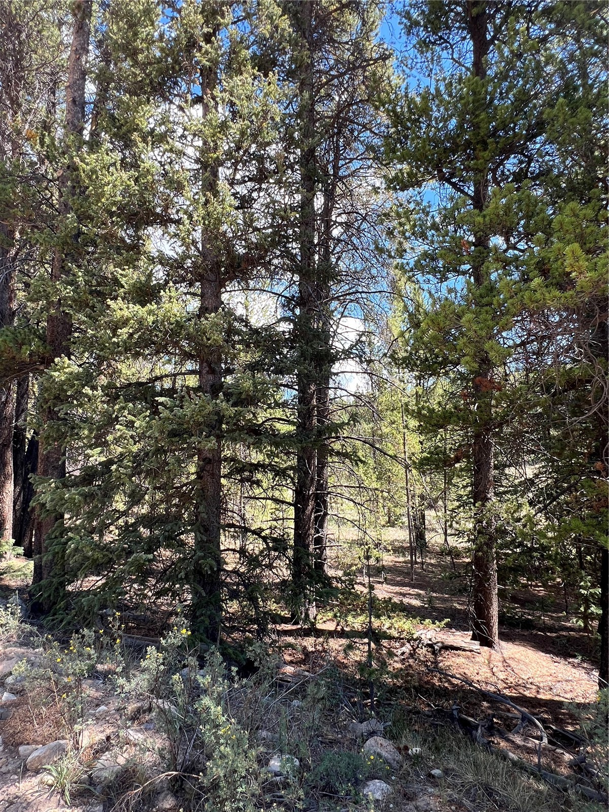 152 Co Road 665 Fairplay CO 80440